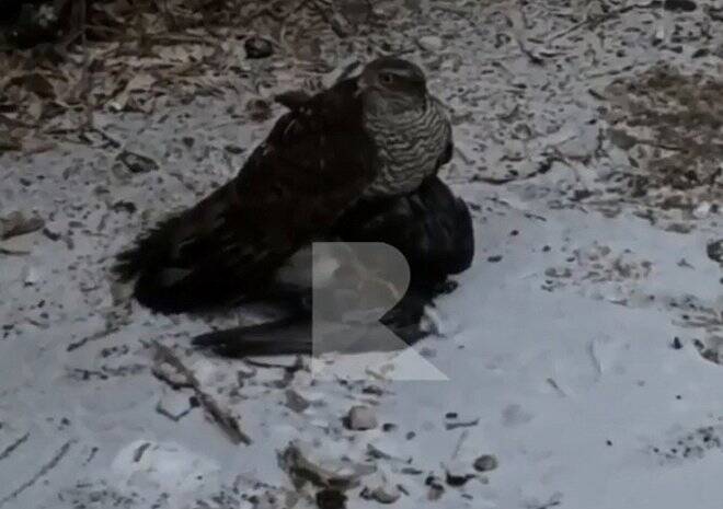 В центре Рязани засняли, как хищная птица убивает голубя