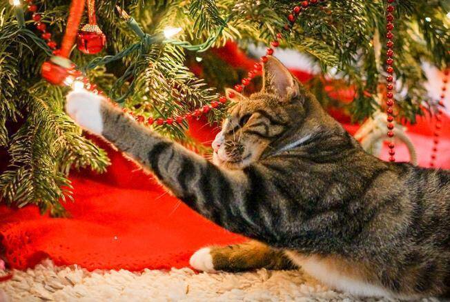 Канун: уберегаем новогоднюю ёлку от кота