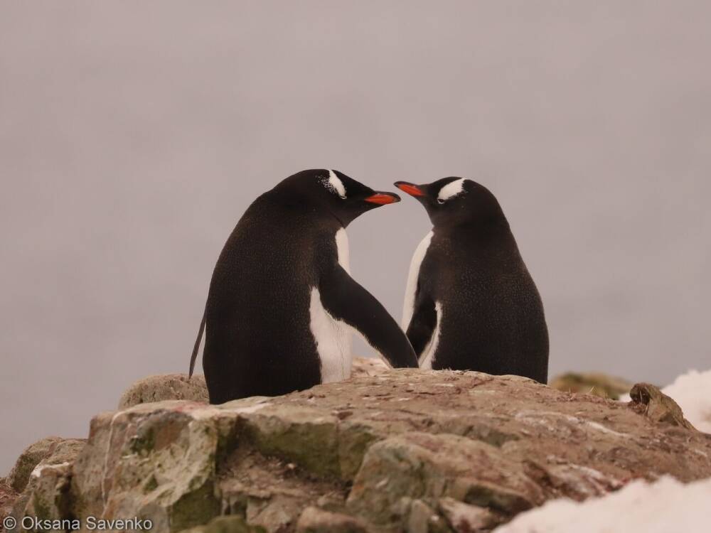 "Гнезда пингвинов полностью засыпаны". На антарктической станции "Академик Вернадский" выпало 262 см снега
