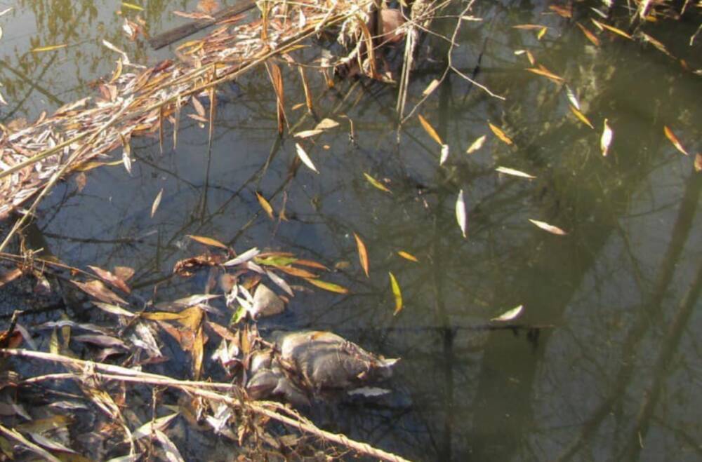 Под Киевом летописную реку Стугну залили опасными веществами: показательные фото