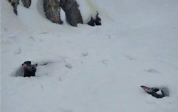На украинской полярной станции выпало более двух метров снега