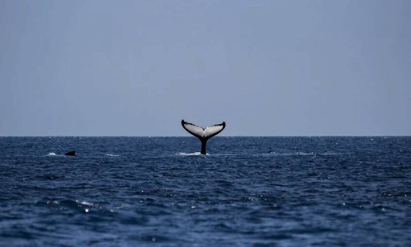 Госдума запретит вылов китов и дельфинов в культурных целях
