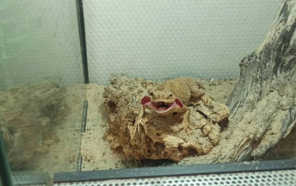 Краснокнижных ящериц обнаружили в зоомагазине в Петербурге
