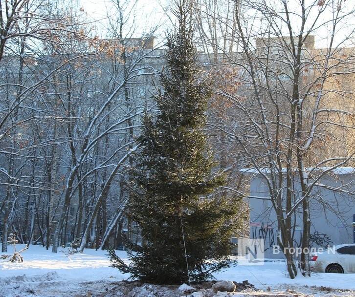 Новую елку взамен засохшей посадили на улице Усилова в Нижнем Новгороде