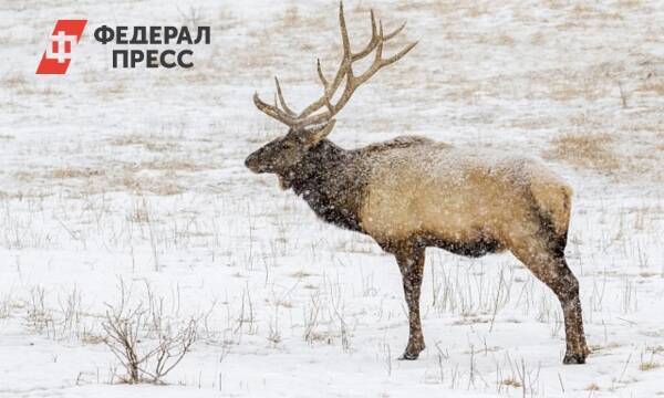Житель Красноярска стал фигурантом дела из-за сбитого лося