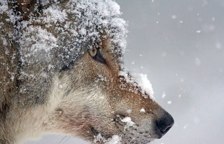 В сибирской тайге подстрелили пожарных, перепутав их снегоход с волком