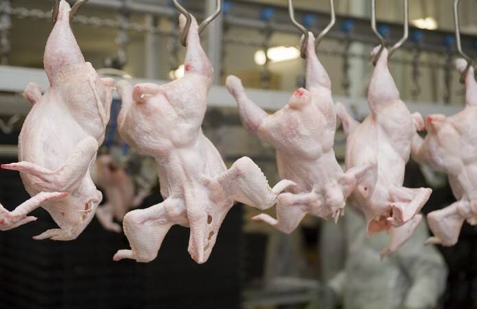 АМКУ оштрафовал крупных производителей курятины