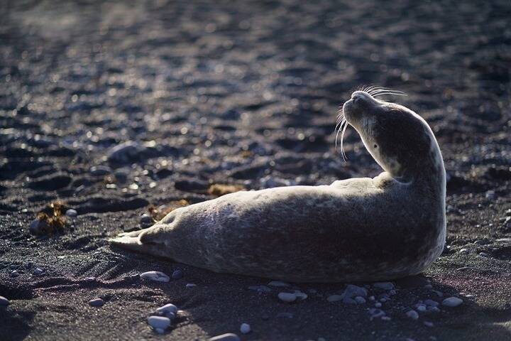 В Астраханской области острову с тюленями присвоили статус ЗММА