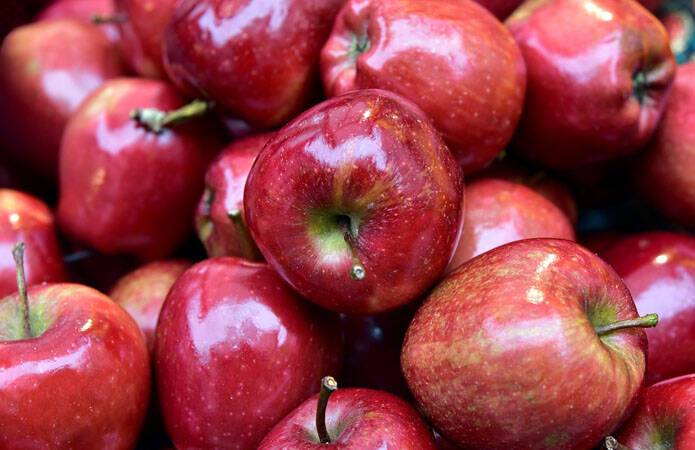 Экспорт яблока 1,5-2 раза выгоднее, чем продажа на внутреннем рынке