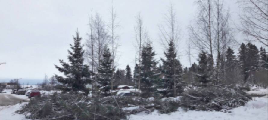 Неизвестные в Петрозаводске вырубили маленькие елочки и бросили на газоне (ФОТО)