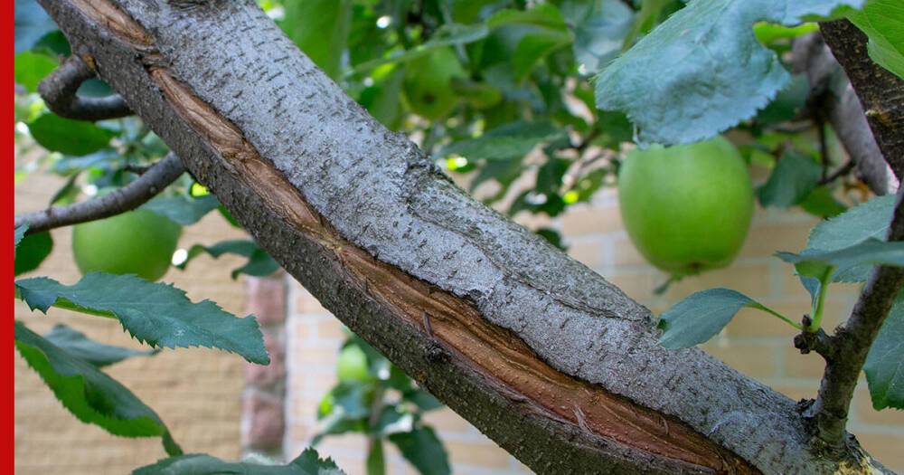 Морозобоины на коре плодовых деревьев: как защитить стволы от трещин и чем их лечить