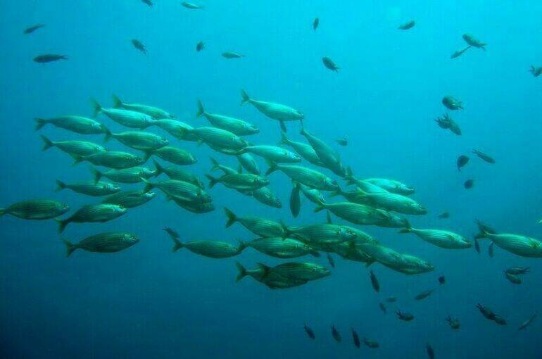 Совфед одобрил закон об охране особо ценных пород рыб