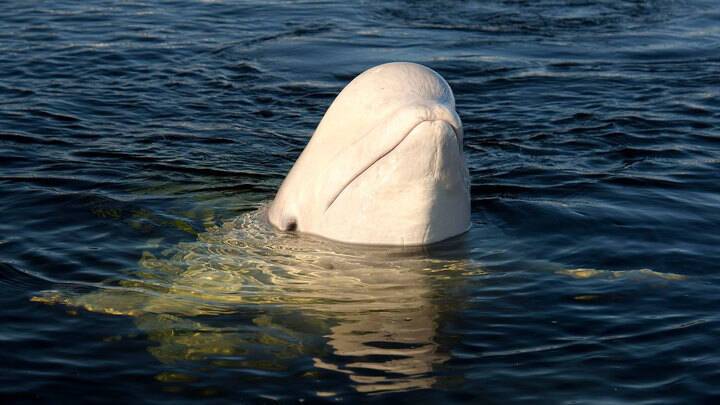 Плывите, дельфины! Лов морских млекопитающих хотят запретить полностью