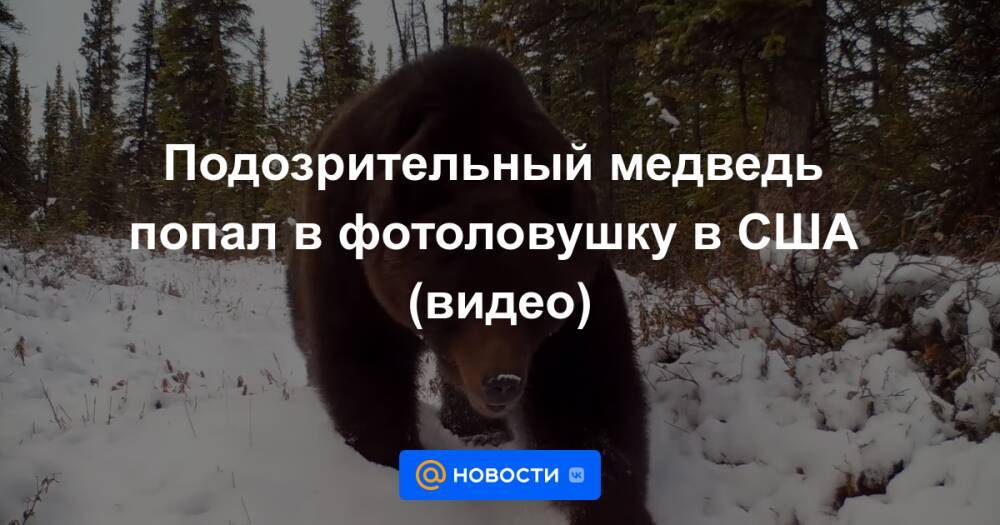 Подозрительный медведь попал в фотоловушку в США (видео)