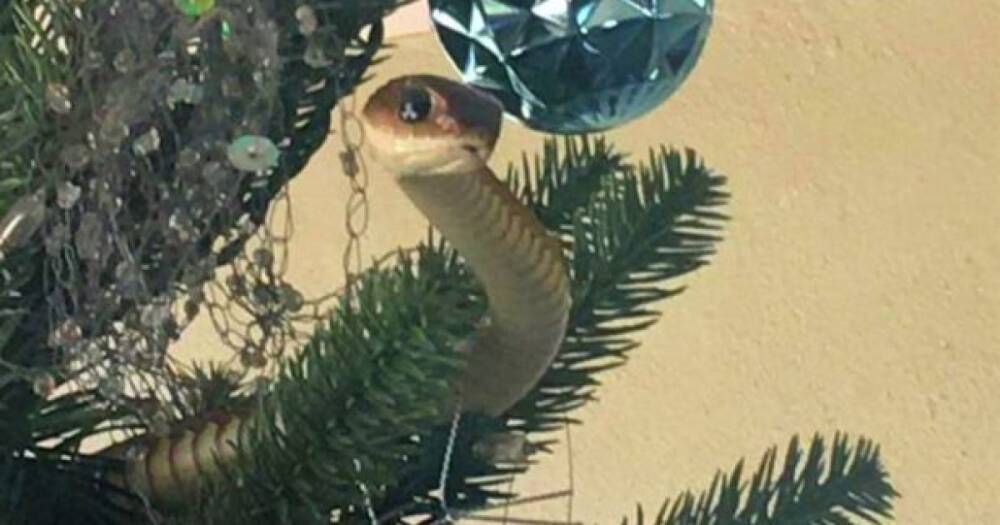 Семья установила рождественскую елку, в которой оказалась ядовитая змея (видео)