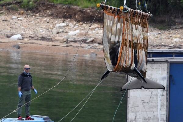 В Greenpeace назвали закон о запрете вылова китообразных имитацией деятельности