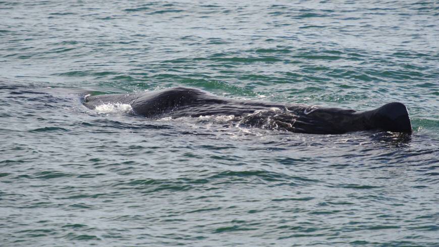 Кусок китовый рвоты может обогатить жительницу Малайзии