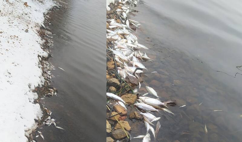 В районе Лесобазы на озере Оброчное 16 декабря замечена дохлая рыба