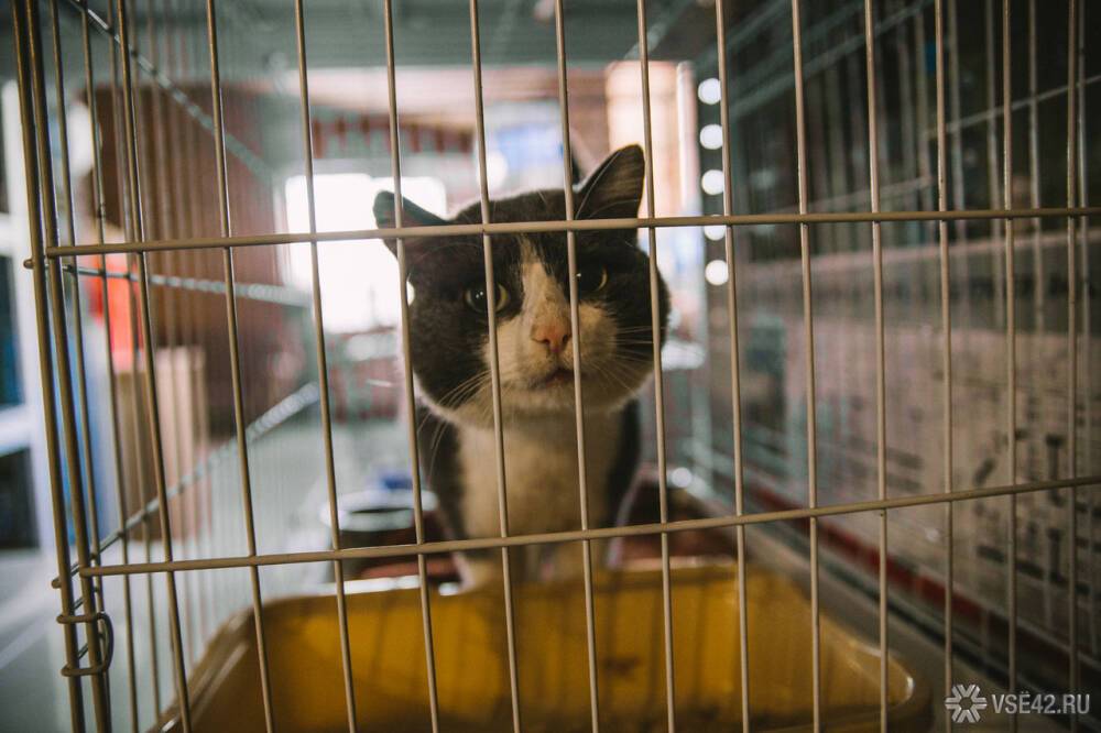 Жительница Екатеринбурга содержала в квартире около сотни кошек