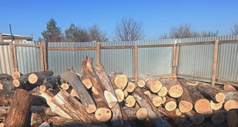 В Астраханской области местных жителей осудили за незаконную вырубку деревьев
