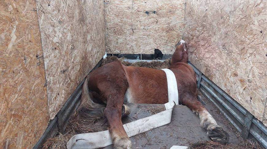 Сотрудники МЧС спасли лошадь, застрявшую в прицепе