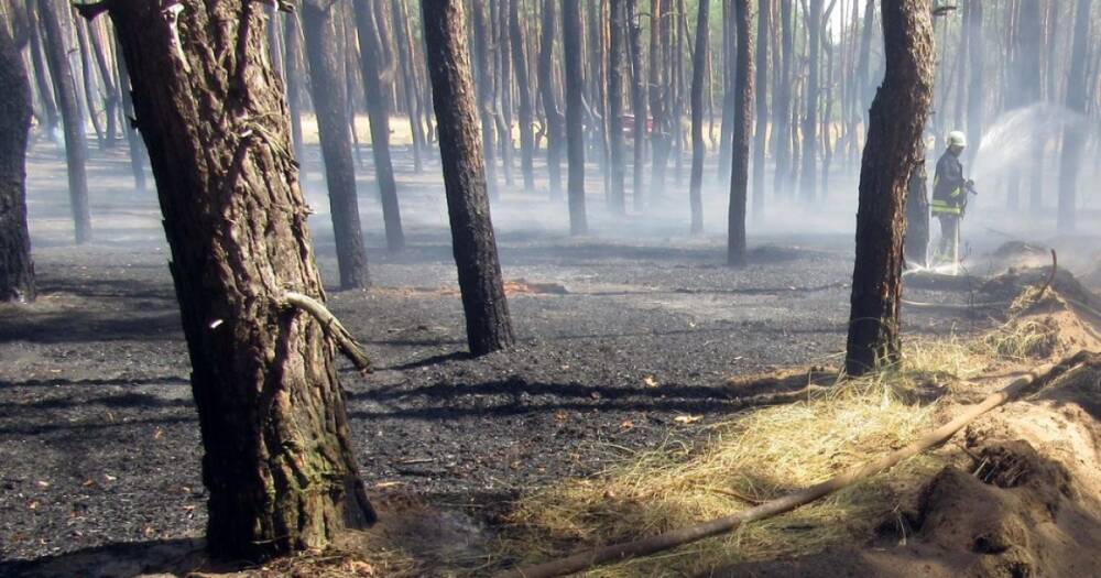 С начала года украинским лесам навредили на 470 млн грн