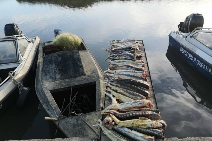 В Дагестане с начала года предотвратили ущерб от незаконного вылова рыбы на 1 млрд рублей