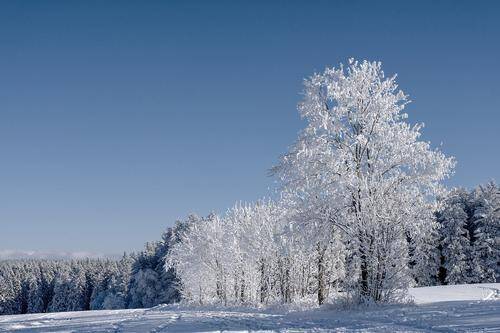 Синоптики предупредили три области Центральной России о морозах до минус 35 градусов с 21 по 25 декабря