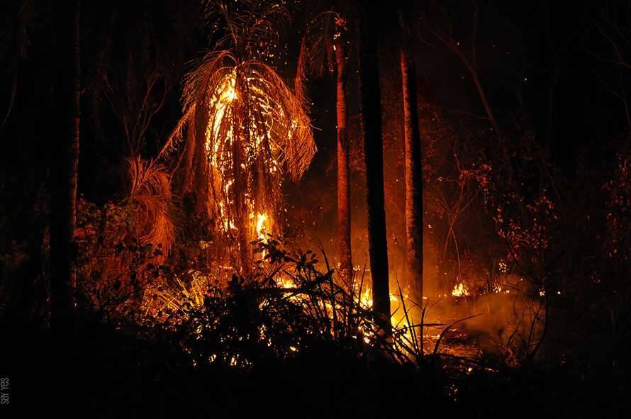 В результате пожаров в Бразилии погибло 17 миллионов животных