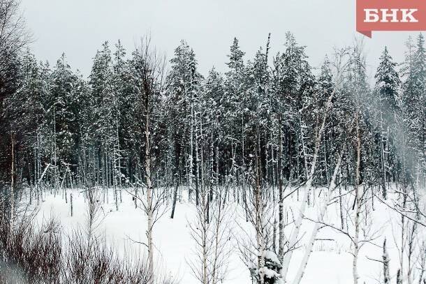Участники конкурсов на аренду огромных лесных участков в Коми обжаловали победу «Сухогруза»