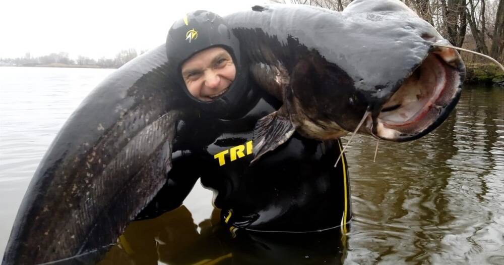 Рыбак выловил в Днепре "сома-людоеда" весом 50 килограмм (фото)