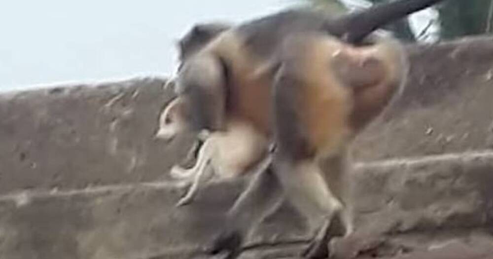 В Индии разъяренные обезьяны в качестве мести сбросили с крыш 250 собак (видео)