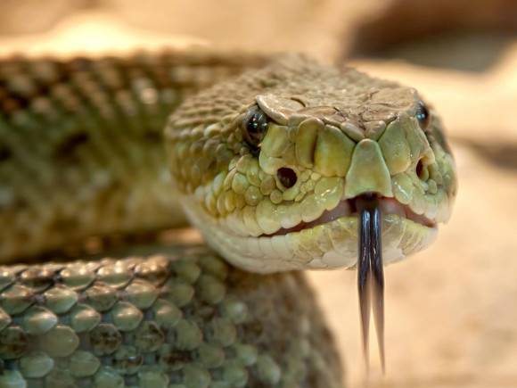 В США домашняя змея проглотила сама себя (видео)