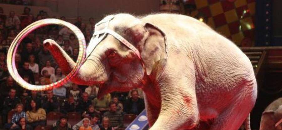 Иркутскому цирку выдали бессрочную лицензию на работу с животными