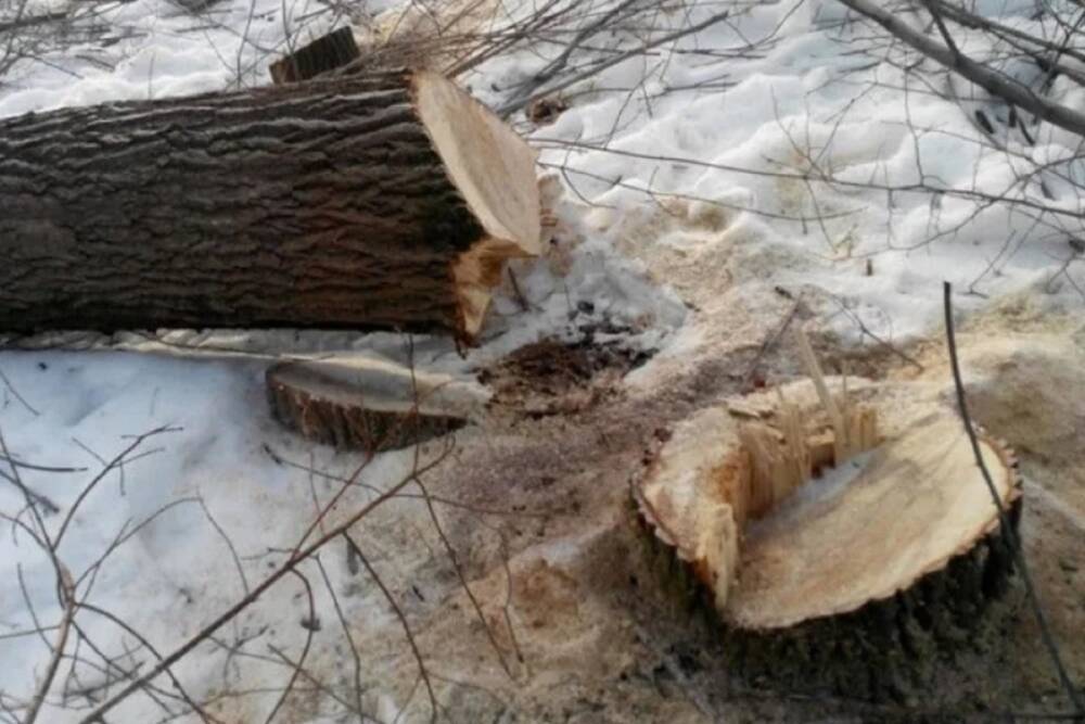 В Рыбинском парке вырубят 71 дерево