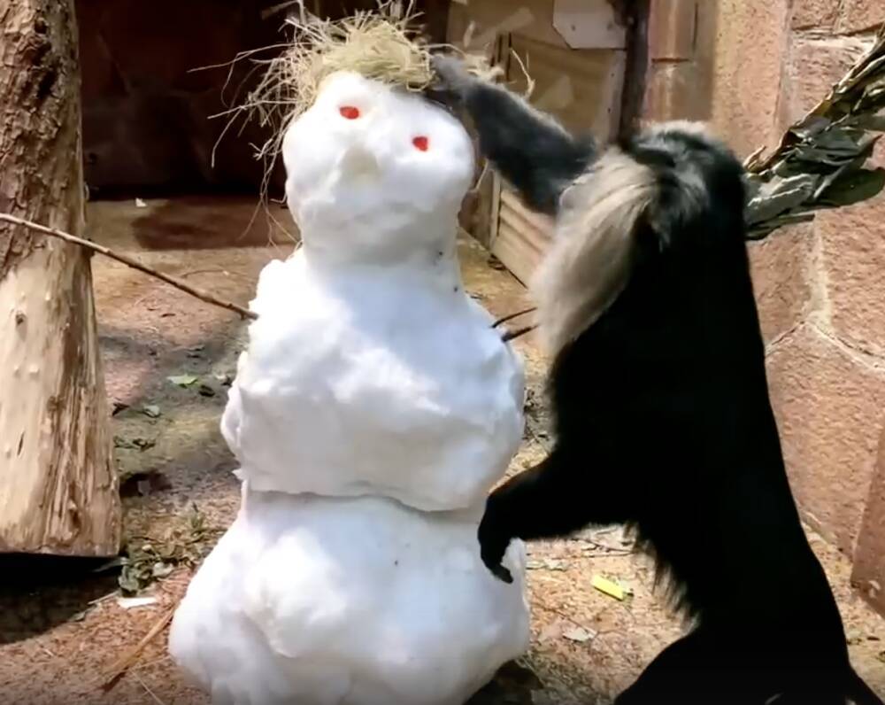 Обезьянкам из Ленинградского зоопарка тоже достался снеговик с лакомствами — видео
