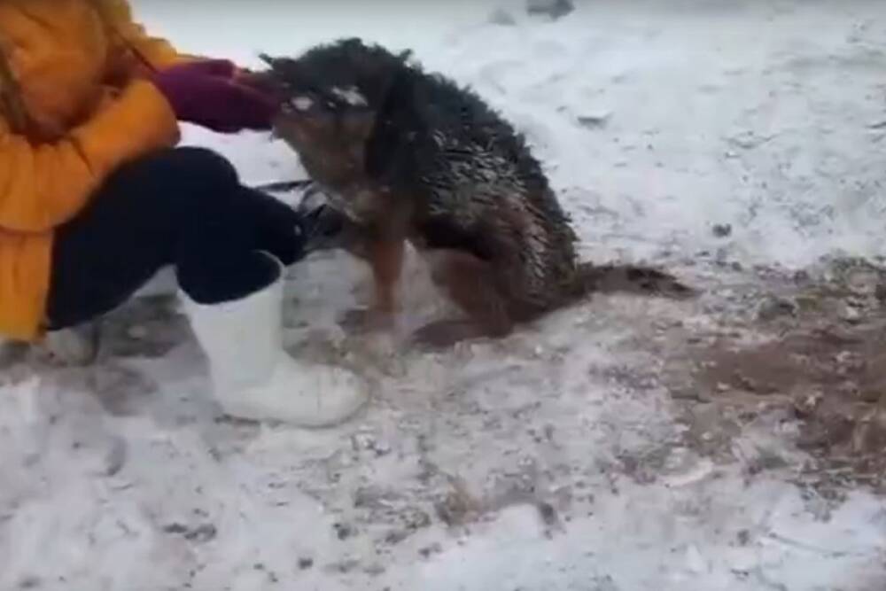 Спасатели вытащили собаку из узкой и глубокой ямы в Новосибирске