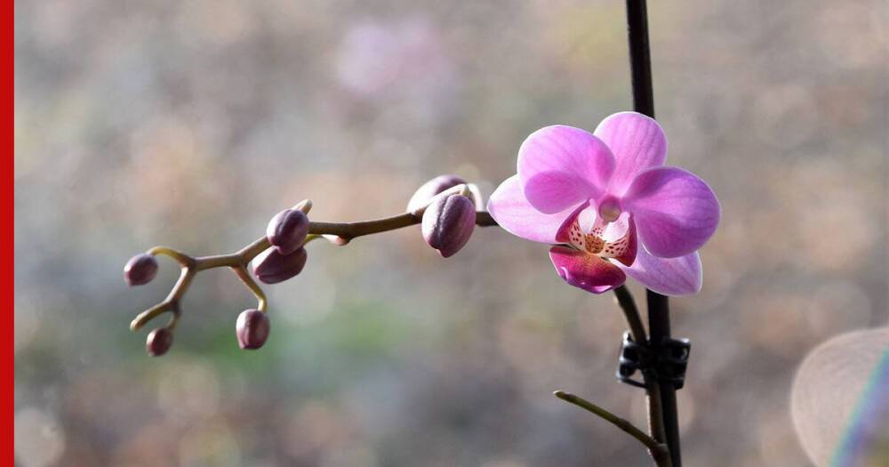Болезнь или неправильный уход: почему у комнатной орхидеи опадают бутоны