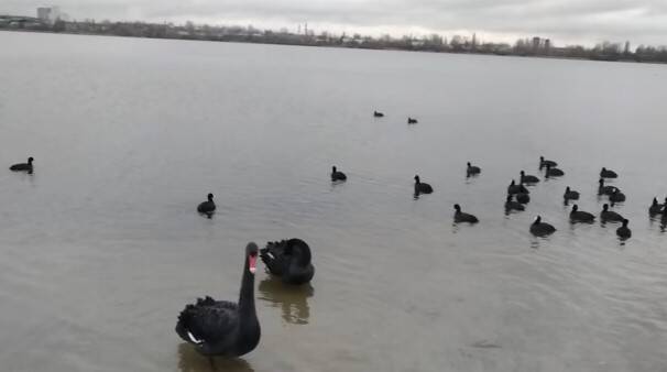 На столичное озеро прилетели черные лебеди: почему обеспокоились специалисты (ВИДЕО)