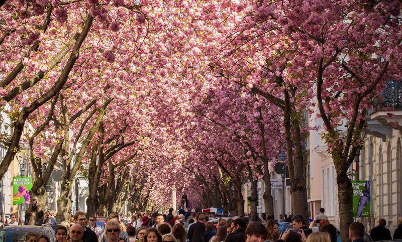 Одна из самых красивых улиц мира находится в Бонне