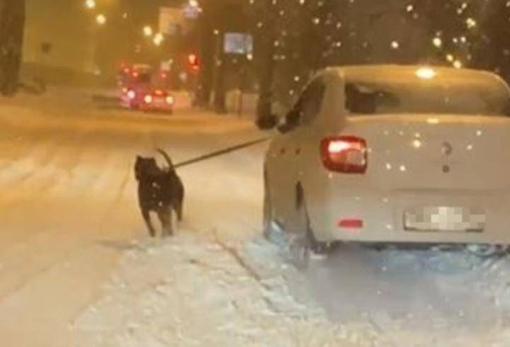 Мужчина выгуливал собаку из едущего автомобиля