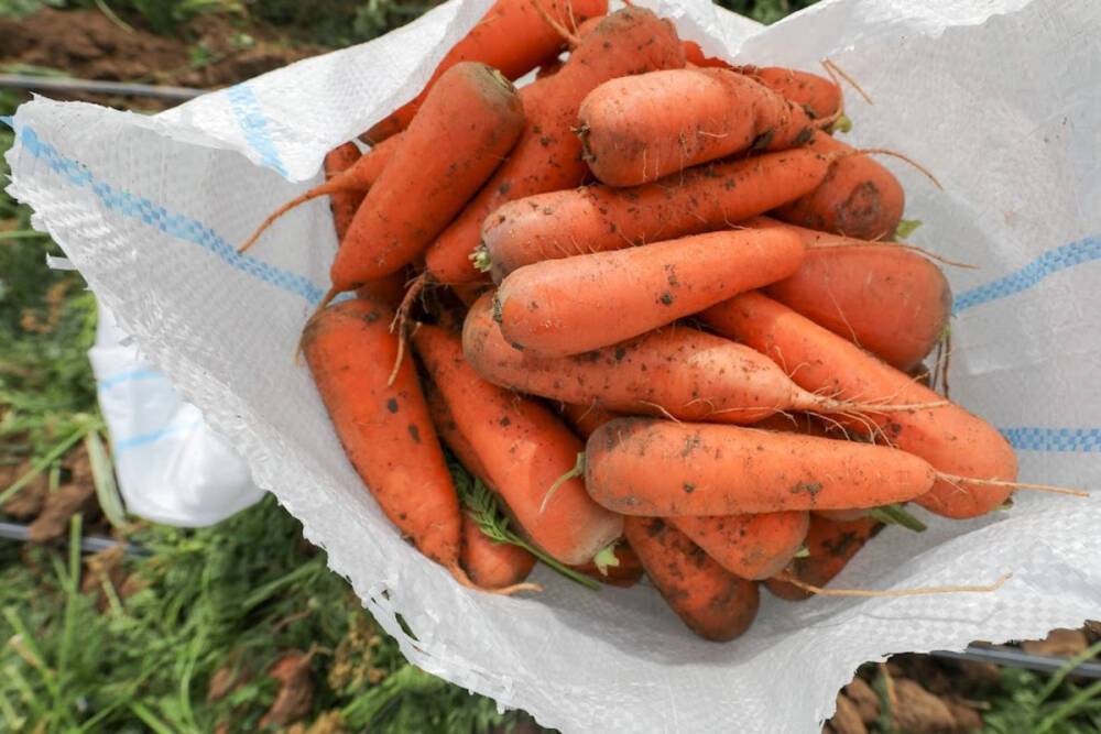 Врач Малышева: перец и морковь обязательны для людей старше 50 лет