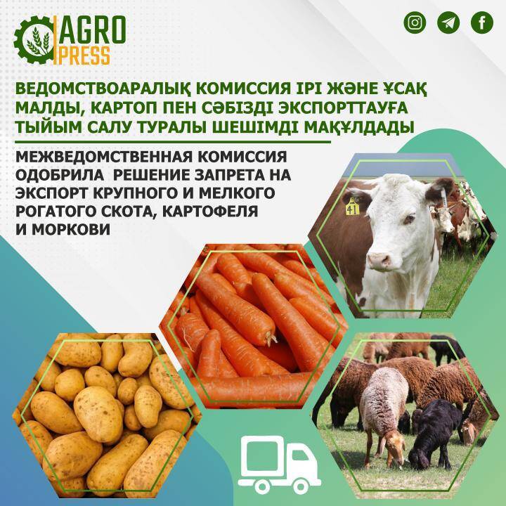 Казахстан запретит экспорт крупного и мелкого рогатого скота, картофеля и моркови