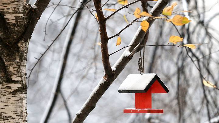 Синоптики рассказали москвичам о погоде 2 декабря