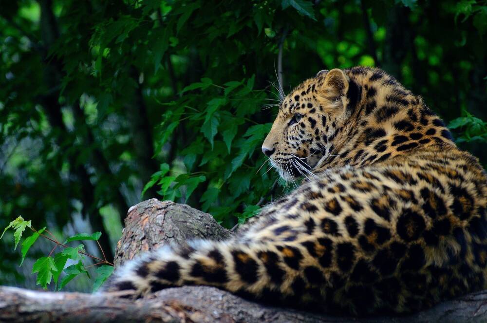 В Индии мать голыми руками отбила сына у леопарда