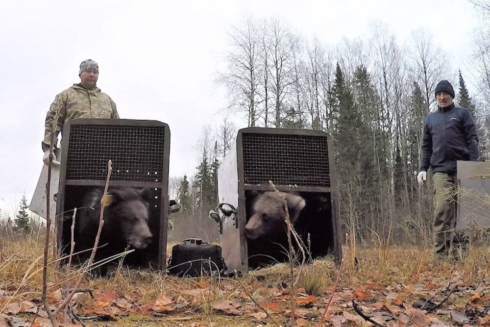 Спасенных в Тверской области медвежат выпустили на волю