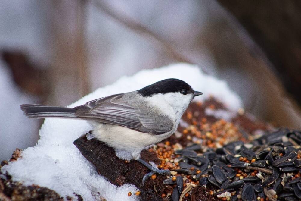 Ежегодная акция «Покормите птиц зимой» продлится в Тамбовской области до весны будущего года