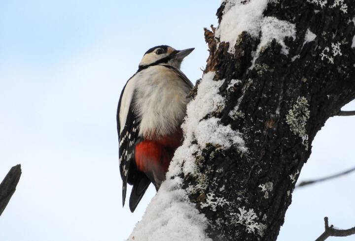 В парке Монрепо дятел полакомился шишкой и свежевыпавшим снегом