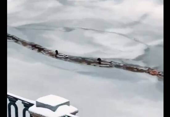 «Уток-ледоколов» засняли в петербургских каналах — видео