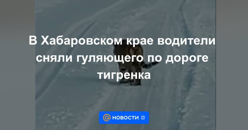 В Хабаровском крае водители сняли гуляющего по дороге тигренка